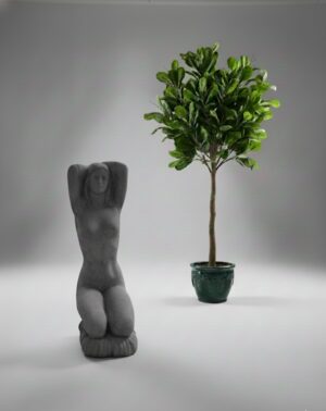 Ornamental 275